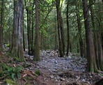 The trail to Flood Falls follows a rocky creekbed, which is often dry during the summer months