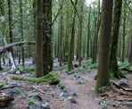 The trail to Flood Falls climbs gently through the forest next to Highway #1 near Hope