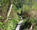 Wooden boards help with the mud along the Foreshore Trail between Trail 6 and Trail 7