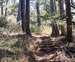 The trail on the way up George Hill on Pender Island