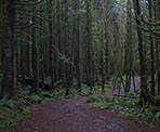 The forested section of the hike to Gold Creek Falls