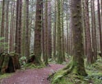 The trail near the East Canyon Trail in Golden Ears Provincial Park