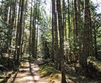 The forested trail around Greenburn Lake on Pender Island