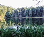 A view of Greenburn Lake on Pender Island over the tall grass