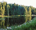 A view of Greenburna Lake looking towards the dam