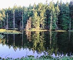 Reflections in the water at Greenburn Lake on Pender Island