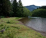 A family of geese at one of the picnic areas along Hicks Lake in Sasquatch Provincial Park.