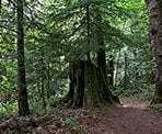 An old stump along the trail around Hicks Lake in Sasquatch Provincial Park