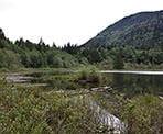The beaver pond next to Hicks Lake in Sasquatch Provincial Park near Harrison