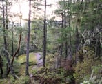 Near the top of the Yellow Trail in Hidden Grove north of Sechelt