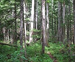 The trail levels out and passes through scenic forest