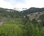 Looking up towards the mountains and the areas that have been logged near the top of the trail