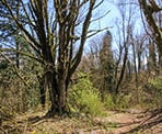 The trail through the meadow section of Hillkeep Regional Park