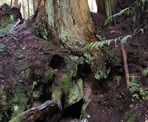 One of the caves along the Homesite Caves Trail north of Sechelt