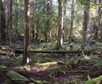 The Homesite Caves Trails passes through a beautiful rainforest