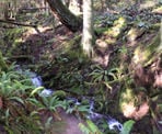 A creek that has carved out the forest along the Homesite Caves Trail