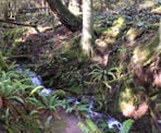 A creek that has carved out the forest along the Homesite Caves Trail