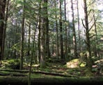 The lush forest along the Nature Trail near Homesite Creek Falls