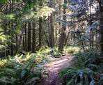 The Falls Trail along Homesite Creek on the Sunshine Coast