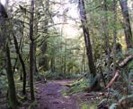 The short hike along the Falls Trail to Homesite Creek Falls on the Sunshine Coast