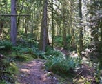 The Hope Lookout Trail climbs steeply along a well maintained trail