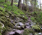 A steep section along the Hope Lookout Trail