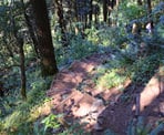 There are many sections with wooden stairs along the Hope Lookout Trail
