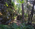 The Hope Lookout Trail passes climbs steeply and goes up several sets of wooden stairs