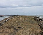 Some grassy areas along Iona Beach in Richmond, BC