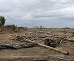 Washed up logs along Iona Beach in Richmond, BC