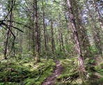 The steep forested hike up to the Iron Mountain Lookout