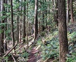 The trail to the Iron Mountain Lookout