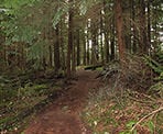 The trail to Jug Island Beach passes through a scenic forest