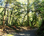The hiking trail to to the salmon hatchery in Kanaka Creek Regional Park