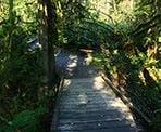 A small bridge on one of the trails in the Cliff Falls area of Kanaka Creek Regional Park