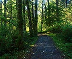 The wide, gravel trail through the Cliff Falls area of Kanaka Creek Regional Park