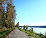 The section of gravel trail that follows the Fraser River in Kanaka Creek Regional Park