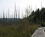 Dead Cedar stumps stand tall in Killarney Lake on Bowen Island