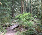 A small wooden bridge along the trail around Killarney Lake on Bowen Island