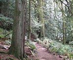 The forested trail around Killarney Lake on Bowen Island