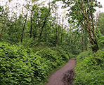The forested Ledgeview Trail in Abbotsford