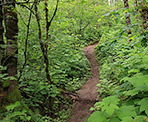 The narrow section of trail to the top along the Ledgeview Trails