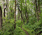 A forested trail along the Ledgeview Trails in Abbortsford