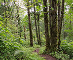 Scenic forests along the Ledgeview Trails in Abbotsford