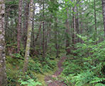 The Copperbrush Trail near Levette Lake, Squamish, BC