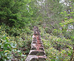 A set of wooden stairs in the Evans Forest near Levette Lake