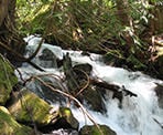 Post Creek next to the trail to Lindeman Lake in Chilliwack, BC