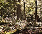 The sunshine shining through the trees along the Centennial Trail in Lions Bay