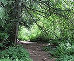 The scenic Lost Lake Nature Trail weaves through the forest instead of taking the gravel road