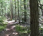 The Lost Lake Nature Trail heads up hill near Whistler Village